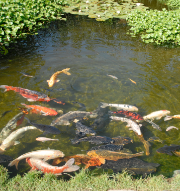 Les jardins aquatiques de Saint Didier sur Chalaronne